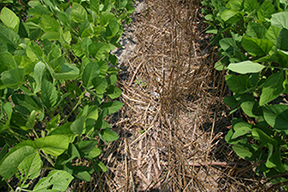 strip-till soybeans planted into small grain (cover crop) residue