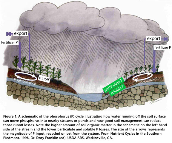 P cycle schematic