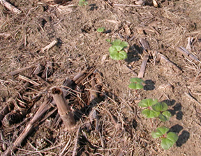 cotton in rotation with corn