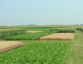 rows of crops