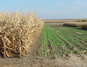 rye cover crop after corn silage harvest