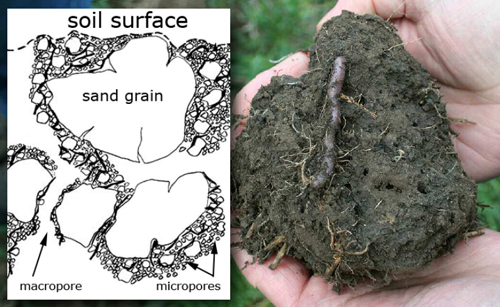 Density and weight of the underground corms of Scirpus mariquter in the